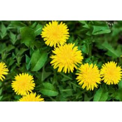 Dandelion Herb Cut...